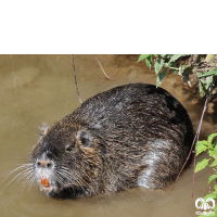 گونه نوتریا Myocastor coypus